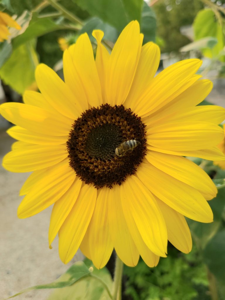 September Garden Buzz